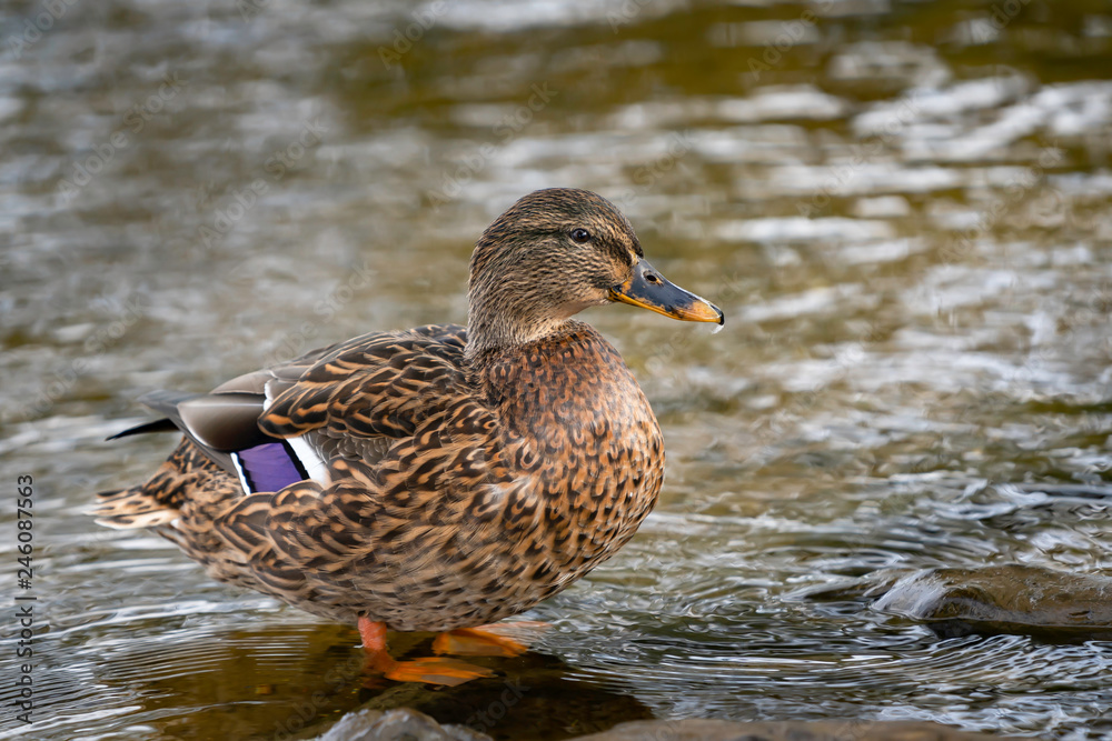 Mallard duck female standing in shallow water . Mallard duck female standing in shallow water .