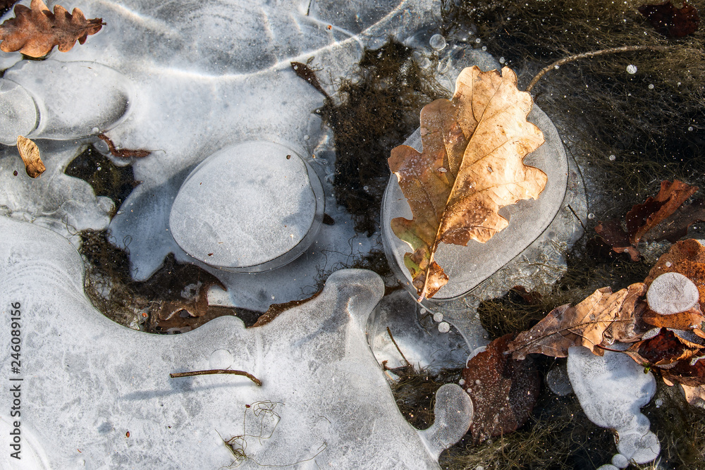 Air, ice and oak leaves 3. Down river reeds. Late autumn and the first frost Air, ice and oak leaves 3. Down river reeds. Late autumn and the first frost