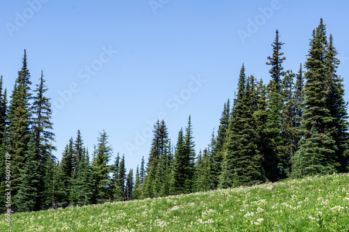 Beautiful view of mountains meadow in summer season Sunny weather blue sky and green forest background