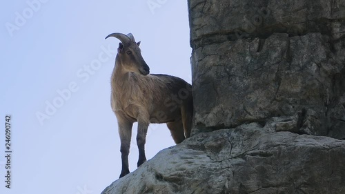 Mountain Goat (Himalayan Tahr)