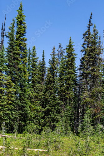 Beautiful view of mountains meadow in summer season Sunny weather blue sky and green forest background