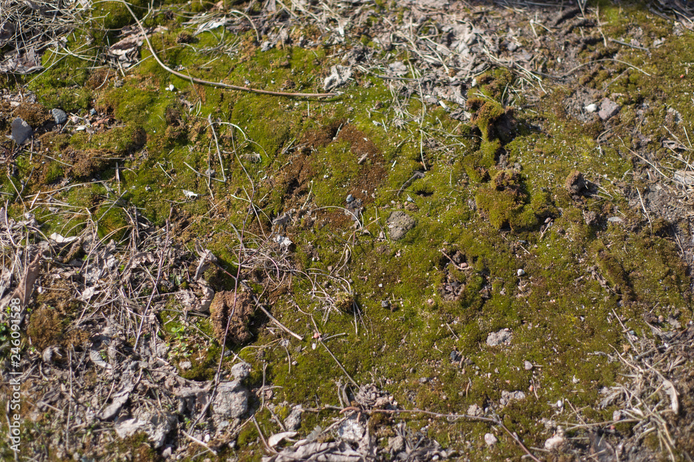 green moss covers the ground