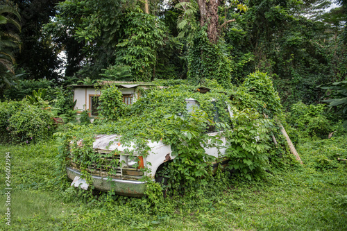 Schilderij op canvas Old abandoned rusty car in green tropical jungle forest
