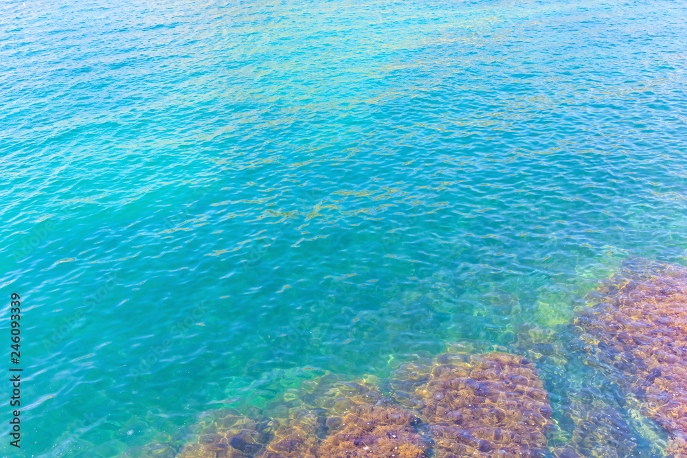 Fototapeta premium Abstract blue sea water with algae corals for backdrop, nature background concept