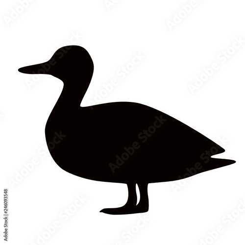 Bird in sight. Duck