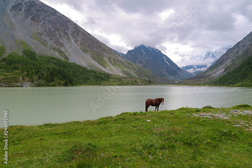 Akkem lake. Altai Mountains landscape. Horse on the background © Olga