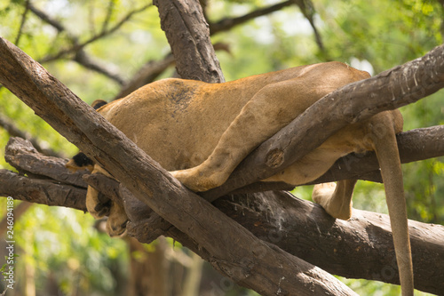 Fototapeta Naklejka Na Ścianę i Meble -  A lion is sleeping on the tree in the jungle
