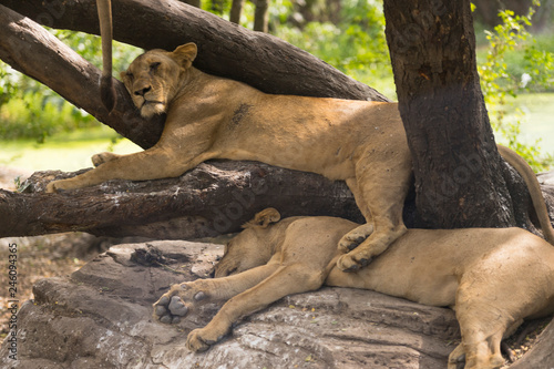 Fototapeta Naklejka Na Ścianę i Meble -  A lion is sleeping on the tree in the jungle