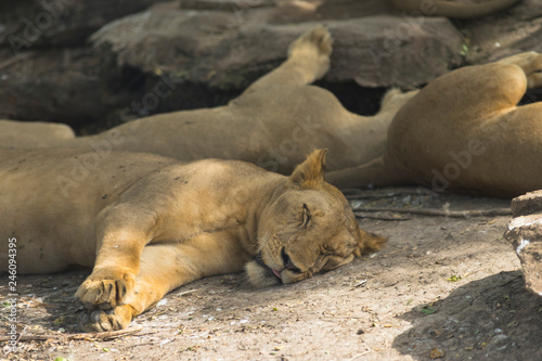 Fototapeta Naklejka Na Ścianę i Meble -  A lion is sleeping on the tree in the jungle