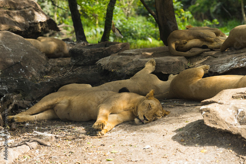 Fototapeta Naklejka Na Ścianę i Meble -  A lion is sleeping on the tree in the jungle