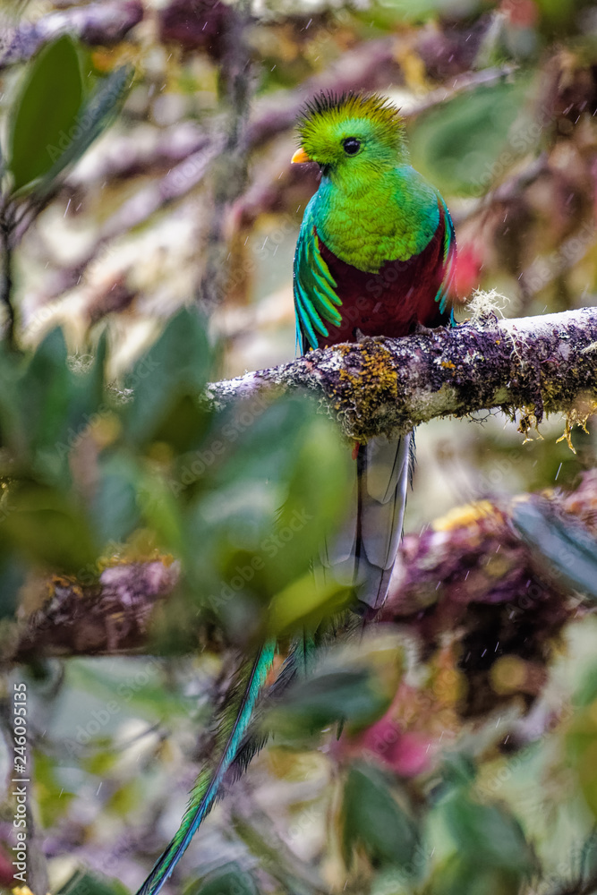 Male Quetzal in an avocado tree Male Quetzal in an avocado tree