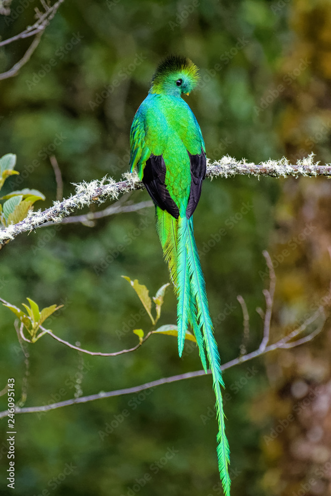 Male Quetzal in the cloud forest of Costa Rica
