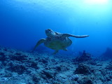 Green Sea Turtle is swimming elegantly in the sea.