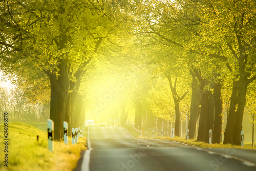 an avenue after sunrise in the back light