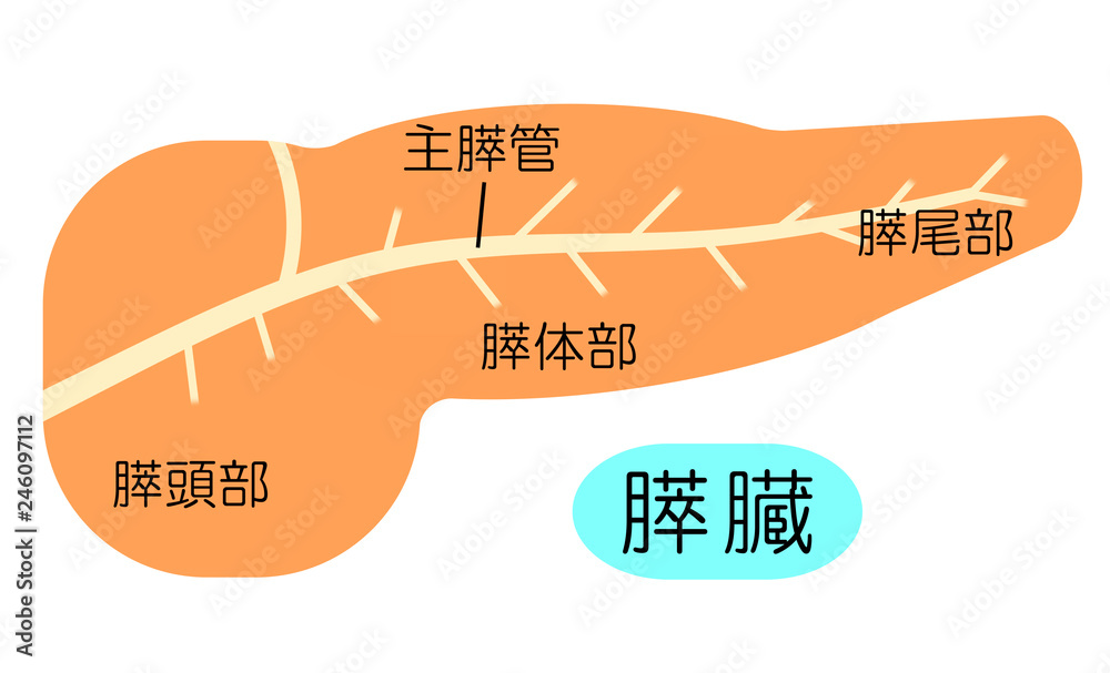 膵臓のつくり Stock イラスト Adobe Stock