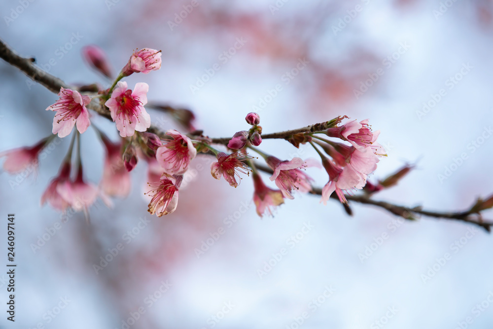 Wild himalayan cherry blooming pink tree of cherry blossom or Sakura flower - in winter at Chiang Mai of Thailand.soft focus. Wild himalayan cherry blooming pink tree of cherry blossom or Sakura flower - in winter at Chiang Mai of Thailand.soft focus.