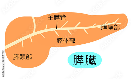 膵臓のつくり Stock イラスト Adobe Stock