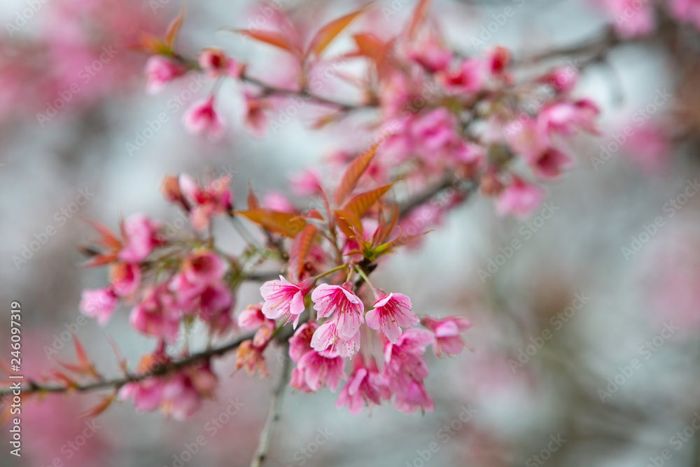 Wild himalayan cherry blooming pink tree of cherry blossom or Sakura flower - in winter at Chiang Mai of Thailand.soft focus. Wild himalayan cherry blooming pink tree of cherry blossom or Sakura flower - in winter at Chiang Mai of Thailand.soft focus.