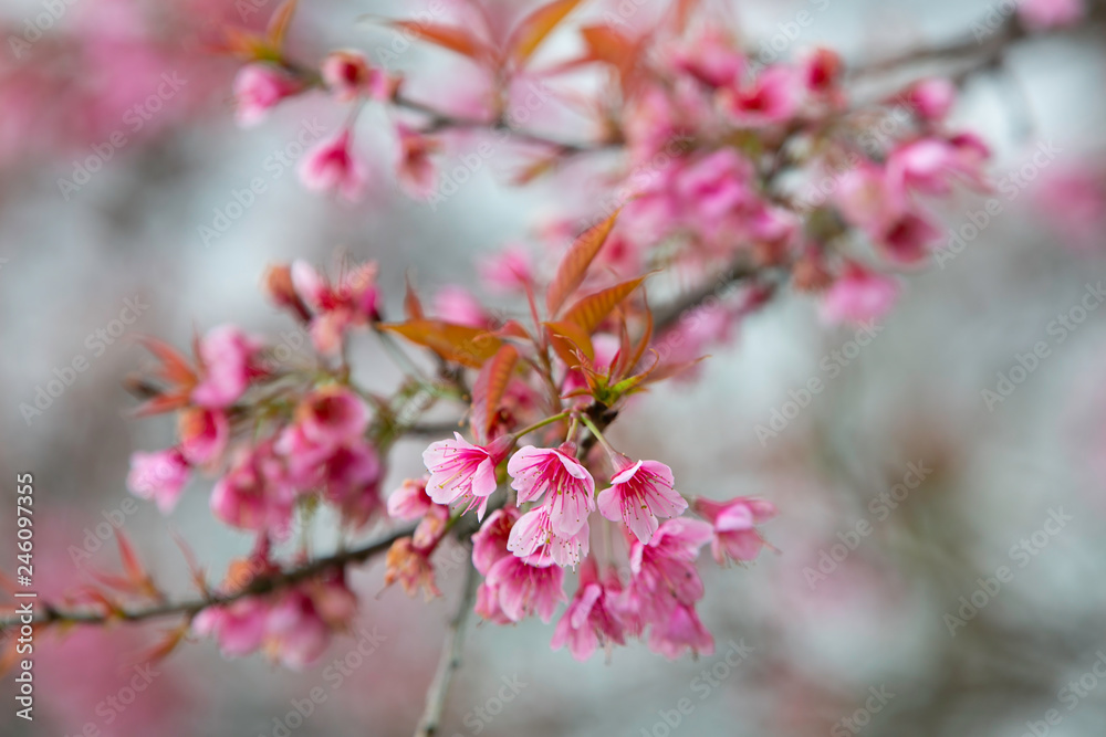 Wild himalayan cherry blooming pink tree of cherry blossom or Sakura flower - in winter at Chiang Mai of Thailand.soft focus. Wild himalayan cherry blooming pink tree of cherry blossom or Sakura flower - in winter at Chiang Mai of Thailand.soft focus.
