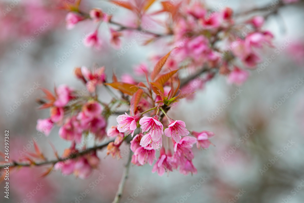 Wild himalayan cherry blooming pink tree of cherry blossom or Sakura flower - in winter at Chiang Mai of Thailand.soft focus. Wild himalayan cherry blooming pink tree of cherry blossom or Sakura flower - in winter at Chiang Mai of Thailand.soft focus.