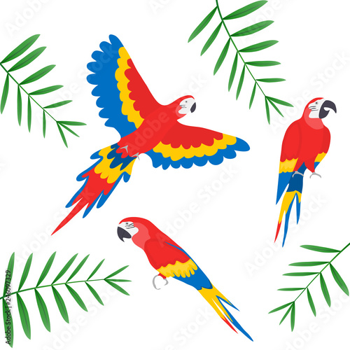 Tropical parrots collection. Vector isolated elements on the white background. Ara parrot. Macaw.