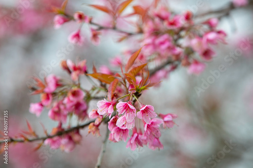 Wild himalayan cherry blooming pink tree of cherry blossom or Sakura flower - in winter at Chiang Mai of Thailand.soft focus.