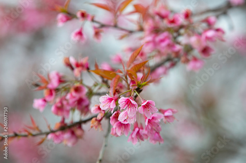 Wild himalayan cherry blooming pink tree of cherry blossom or Sakura flower - in winter at Chiang Mai of Thailand