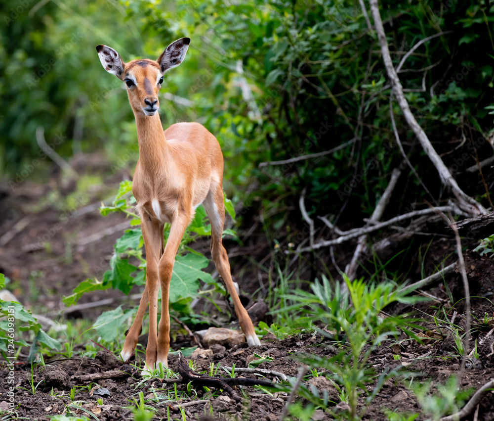 An skittish impala calf stands knock-kneed, ready to dash back to the security of its herd. An skittish impala calf stands knock-kneed, ready to dash back to the security of its herd.