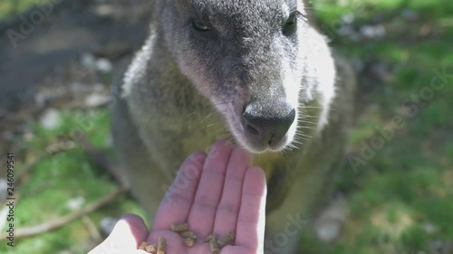 Closeup view hand feeding a cute wallaby in Australia