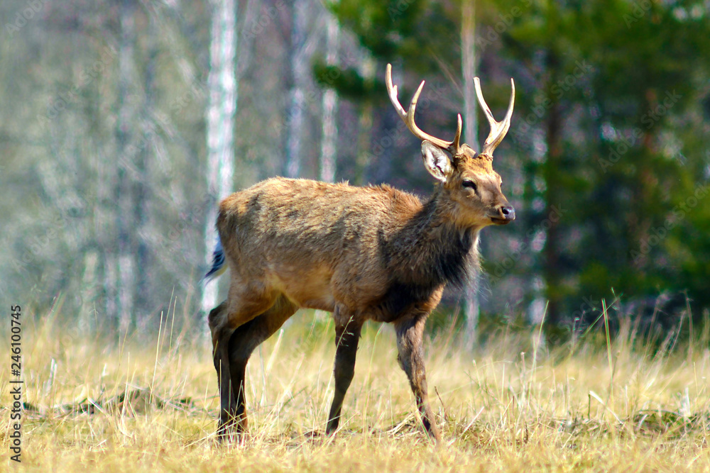 A deer (lat. Cervus elaphus) stands in a clearing and looks ahead. Spring. A deer (lat. Cervus elaphus) stands in a clearing and looks ahead. Spring.