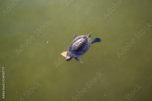 Small turtle in the  river.