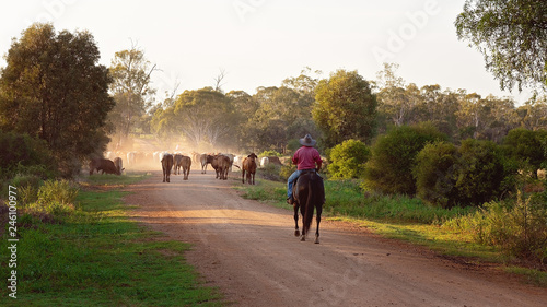 Fotografia Cattle Droving In Early Morning Light