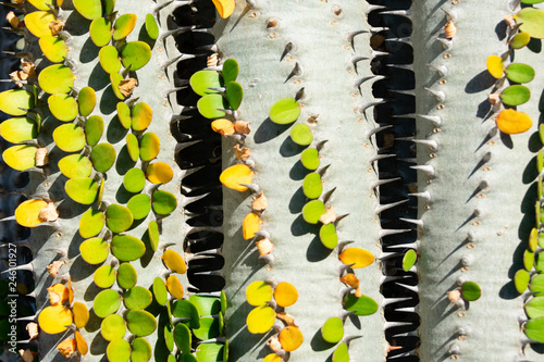 Three cactus plants with green leaves  alluaudia procera  forming a zip-like gap  closeup image