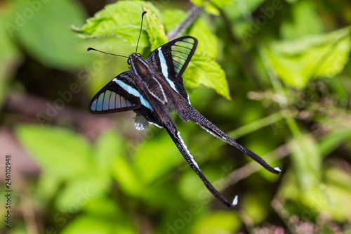 Green Dragontail (Lamproptera meges) butterfly photo