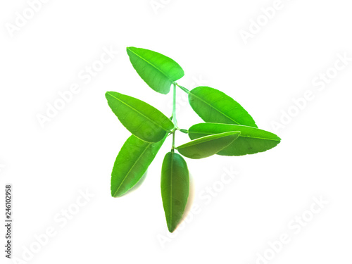The leaves of the lemon tree, which is an economic plant, leaves on a white background. © Arthon