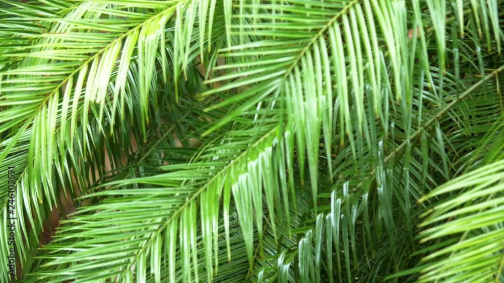Green leaf of palm tree in falling rain.