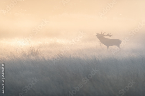 Red Deer (Cervus elaphus) bellowing in the fog in morning light photo