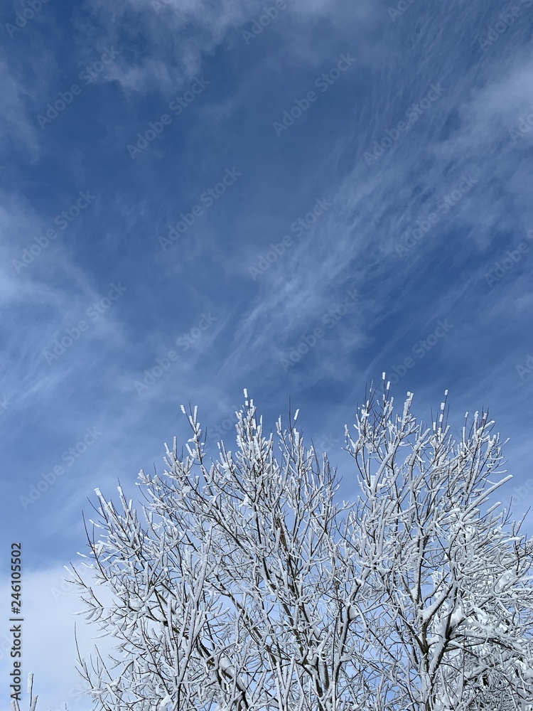 hoar-frost on tree branches in winter gainst blue sky with clouds hoar-frost on tree branches in winter gainst blue sky with clouds