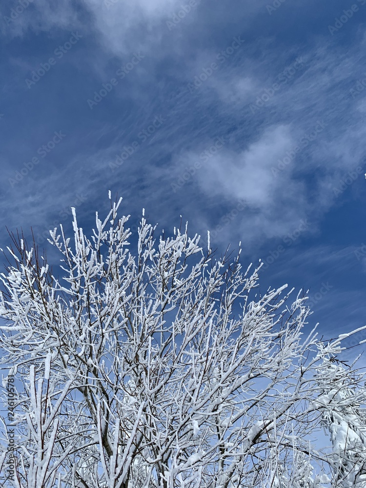 hoar-frost on tree branches in winter gainst blue sky with clouds hoar-frost on tree branches in winter gainst blue sky with clouds