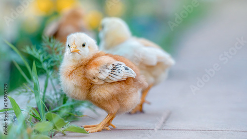 Beautiful and charming chickens in the yard