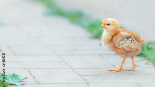 Beautiful and charming chickens in the yard