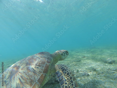 Tortue verte de Mayotte nage dans une eau translucide 