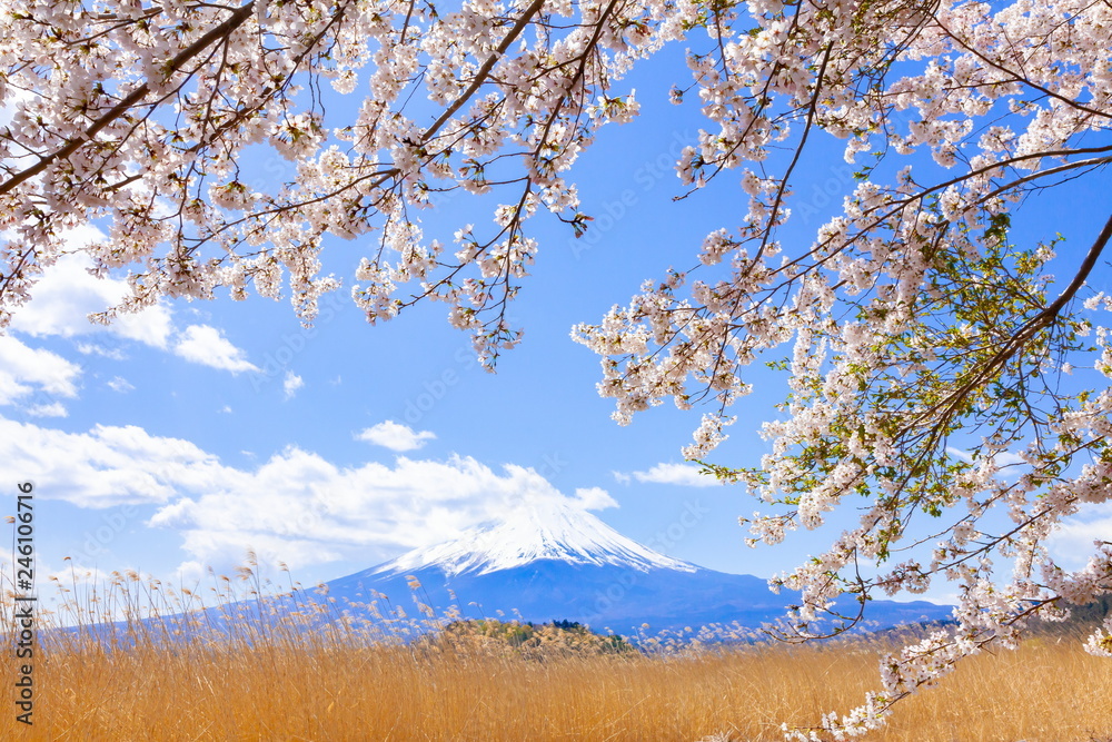 富士山と桜、山梨県河口湖大石公園にて