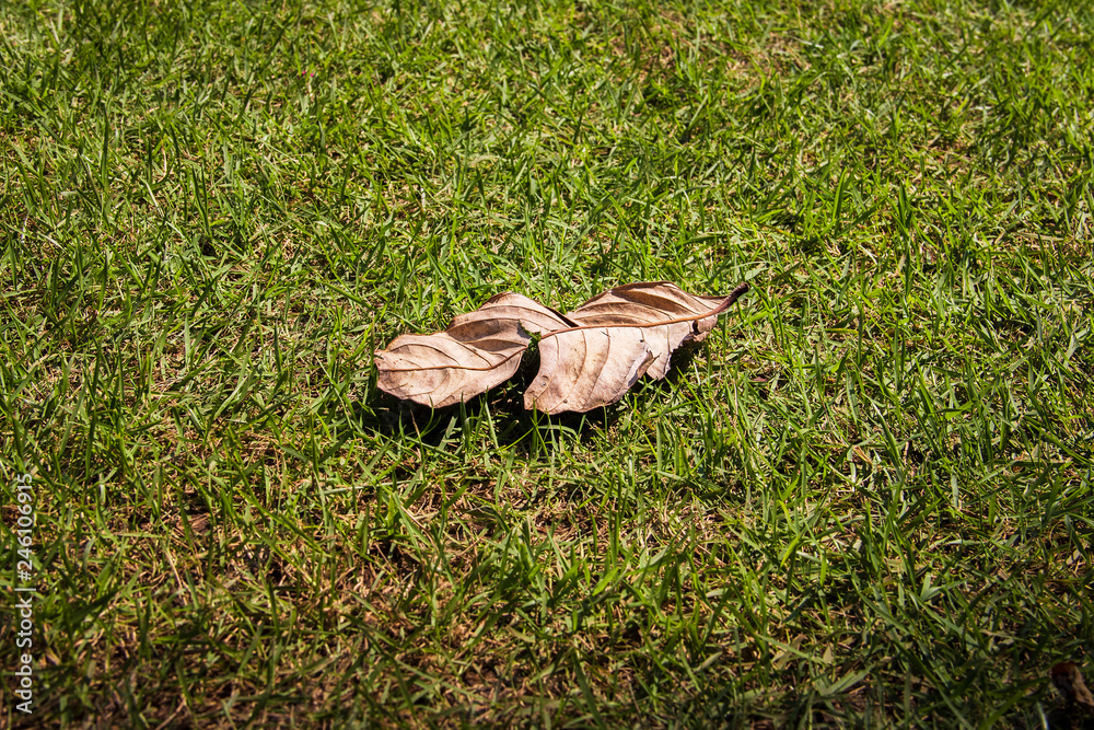 Fototapeta premium Brown dry leaf on outdoor green lawn.