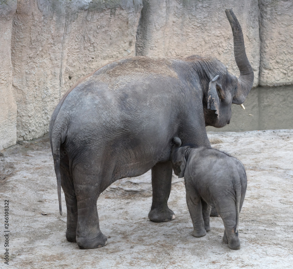 Fototapeta premium Baby elephant nursing milk from mother