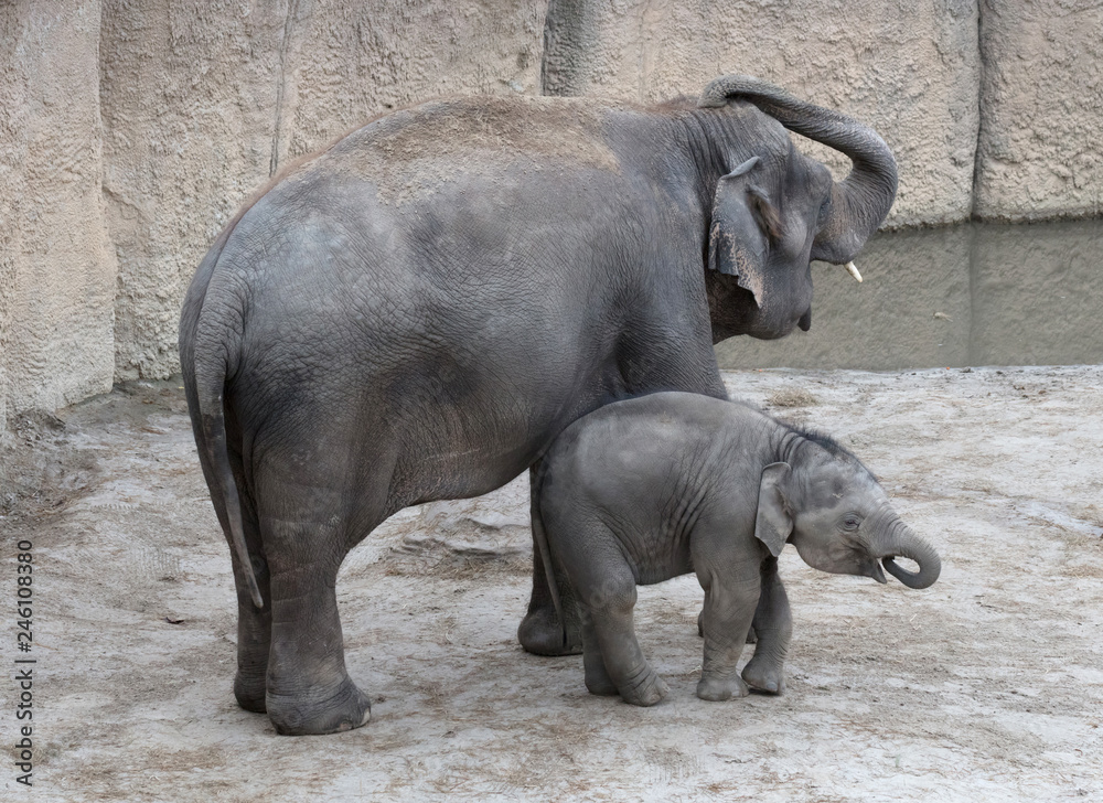 Fototapeta premium Mother and baby elephant