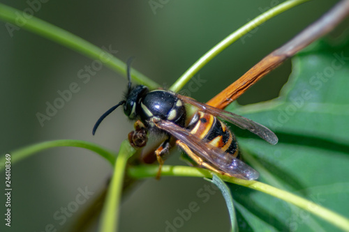 Close up of a orange and black wasp sitting among leaves © Magnus