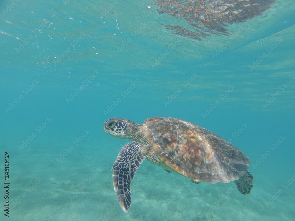 Tortue verte de Mayotte nage dans une eau translucide 