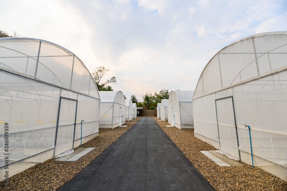 White Greenhouse of cultivation vegetables