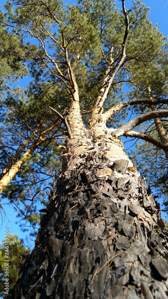 Tree in Sosnoviy Bor, Semey, Qazaqstan. Tree in Sosnoviy Bor, Semey, Qazaqstan.